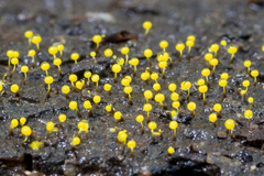 Physarum viride