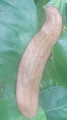 Veronicellidae