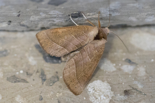 Marthula rufescens
