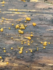 Dacrymyces