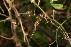 Hydrobasileus brevistylus