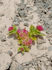 Cistanthe celosioides