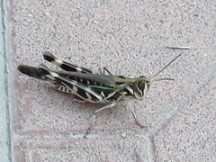 Rhammatocerus pictus