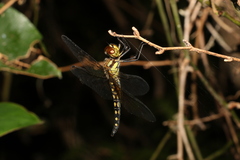Hydrobasileus brevistylus