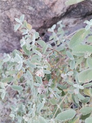 Buddleja marrubiifolia