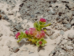 Cistanthe celosioides