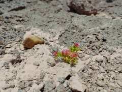 Cistanthe celosioides