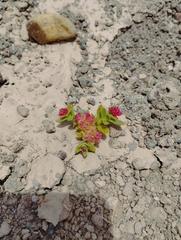 Cistanthe celosioides