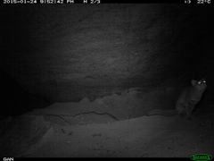 Prionailurus rubiginosus