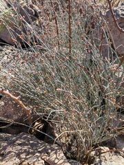 Ephedra pedunculata