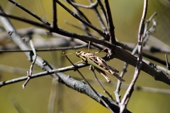 Rhammatocerus viatorius