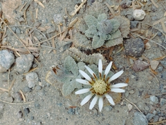 Urmenetea atacamensis