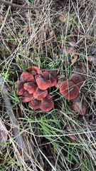 Marasmius plicatulus