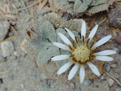 Urmenetea atacamensis
