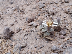 Urmenetea atacamensis