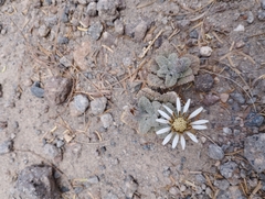 Urmenetea atacamensis