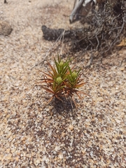 Cyperus pedunculatus
