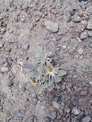 Urmenetea atacamensis