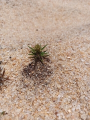 Cyperus pedunculatus