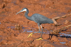 Egretta gularis