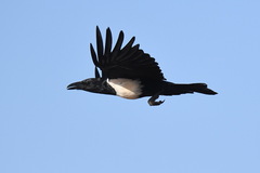 Corvus albus