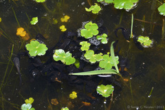 Leptodactylus luctator