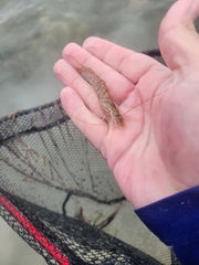 Penaeus aztecus