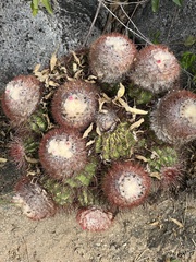 Melocactus intortus