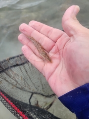 Penaeus aztecus