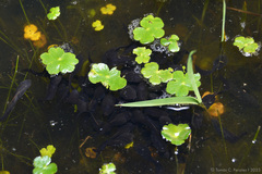 Leptodactylus luctator