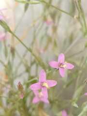 Gentianaceae