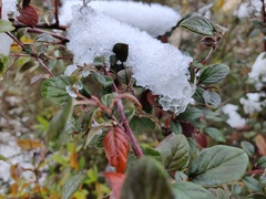 Cotoneaster franchetii