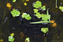 Leptodactylus luctator