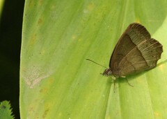 Capronnieria galesus