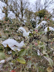 Cotoneaster franchetii