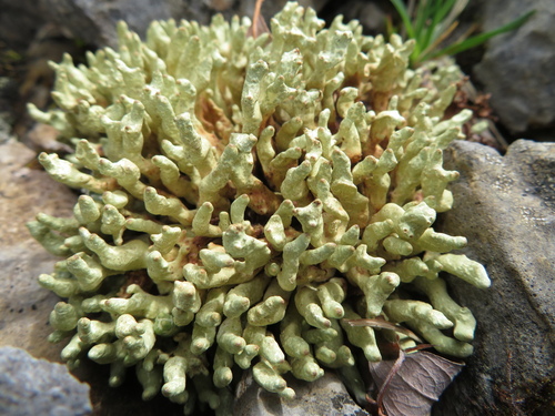 Arctic Butterfingers Lichen
