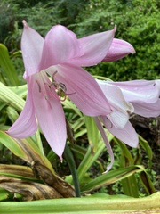 Crinum moorei