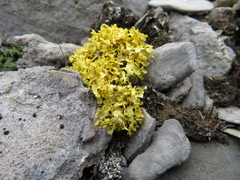 Vulpicida juniperinus