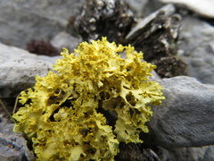 Vulpicida juniperinus