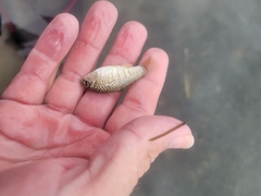 Floridichthys carpio