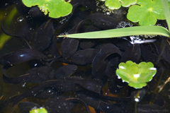 Leptodactylus luctator