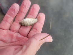 Floridichthys carpio