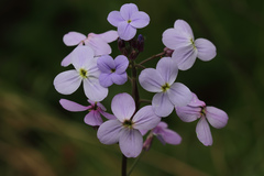 Hesperis matronalis matronalis