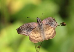 Theagenes dichrous