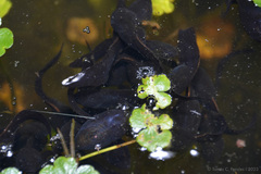 Leptodactylus luctator