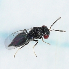 Lyrcus