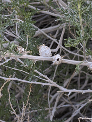 Procecidochares kristineae