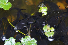 Leptodactylus luctator