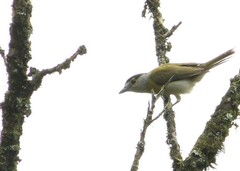 Pachyramphus viridis