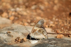 Asterocampa idyja argus